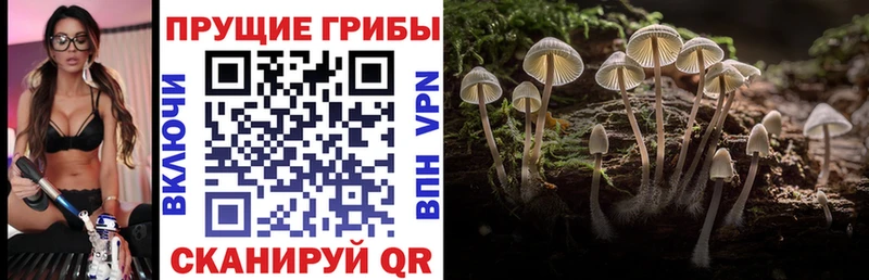 где продают наркотики  Горбатов  Галлюциногенные грибы прущие грибы 